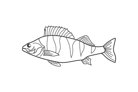 Fish Outline Drawing Illustration Graphic by minhajmia · Creative Fabrica