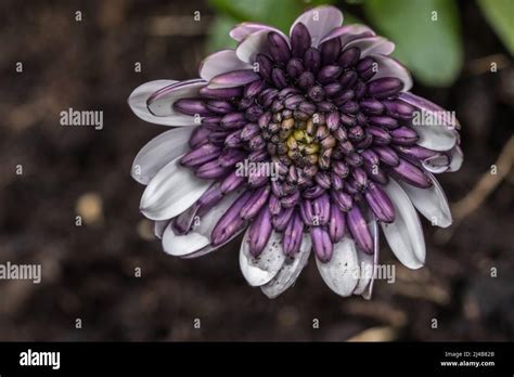 Osteospermum « 3D Blueberry Shake » Stock Photo - Alamy