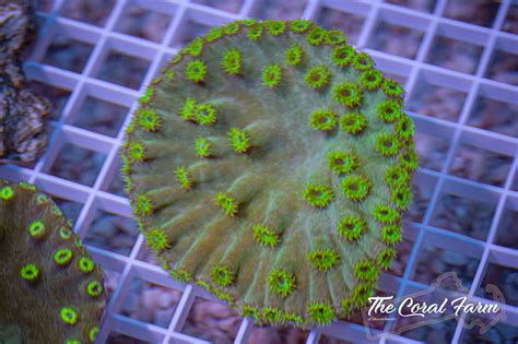 Green Pagoda Cup Coral Frags Buy Online