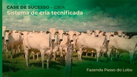 Fazenda De Nova Mutum MT Desmama 85 De Bezerros Em Sistema ILP YouTube