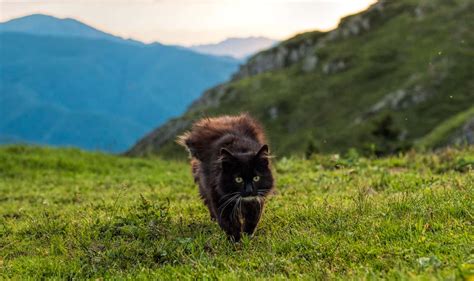 100 Magnificent Mountain Cat Names for Your New Kitty