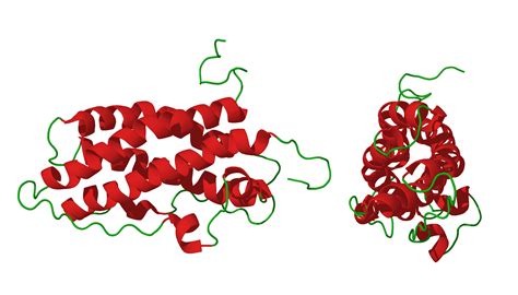 Hyperprolactinemia - Pituitary World News