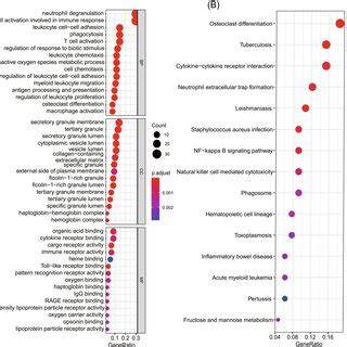 Go And Kegg Pathway Enrichment Analyses A Significantly Enriched Go