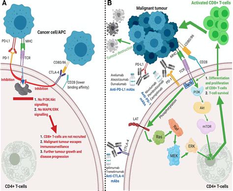 Immune‐checkpoint Inhibitors For Advanced Hepatocellular Carcinoma A Synopsis Of Response Rates