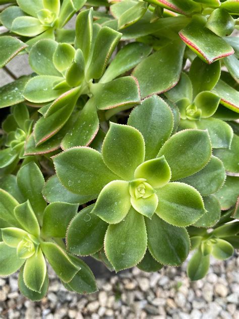 Aeonium Kiwi Succulent Dream Color Aeonium Haworthii Kiwi Etsy