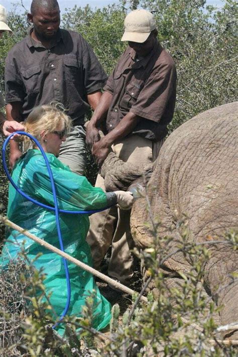 Preserving Africas Last Great Tuskers South Africa International