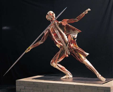 Gunther Von Hagens Monsters Body Worlds Rx Glasstire