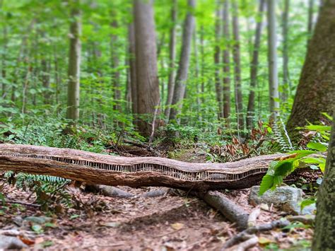 Land Artist Allison Tyler Soucy