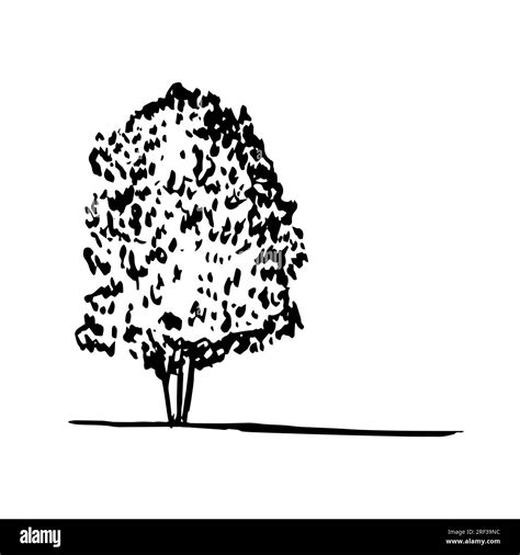 Simple Vector Tree Sketch Stock Vector Image And Art Alamy