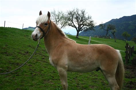 Amadeus Haflinger Hengst Fuchs Pferd Austria