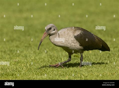 Hadeda ibis hi-res stock photography and images - Alamy