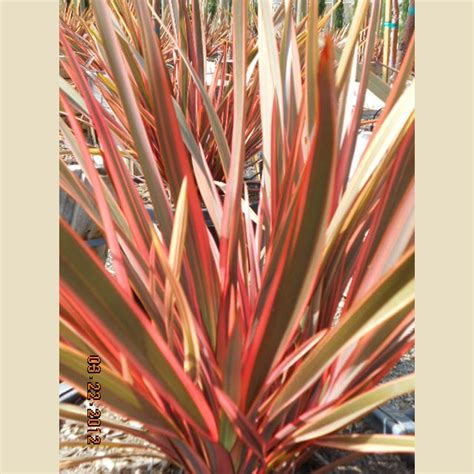 Phormium Hybrids Maori Queen Boething Treeland Farms Hedge Plants