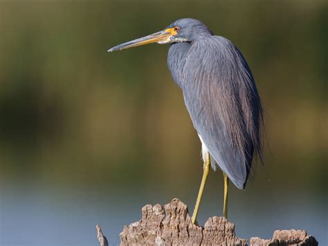 Tricolored Heron - Profile | Traits | Facts | Call | Diet | Breeding ...