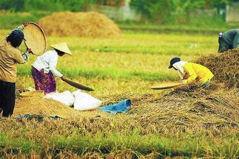 Berapa Luas Sawah Yang Panen Padi Di Banten Ini Keputusan Menteri Atr