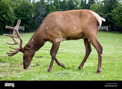 A Grazing Deer Stock Photo Alamy