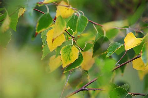 Silver Birch Betula Pendula Care And Growing Guide