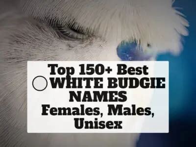 Top 250+ Best Blue Budgie Names [Females, Males, Unisex]