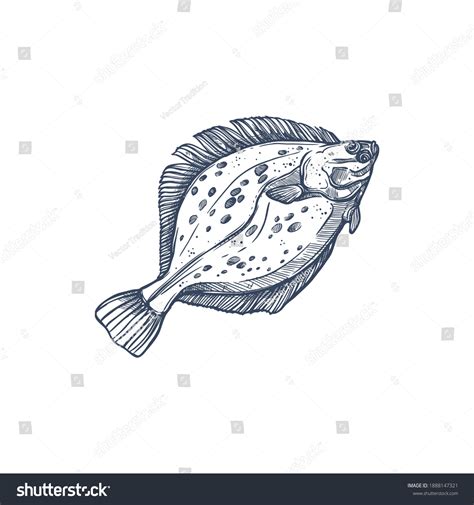 3,389 Flounder Fish Stock Vectors, Images & Vector Art | Shutterstock