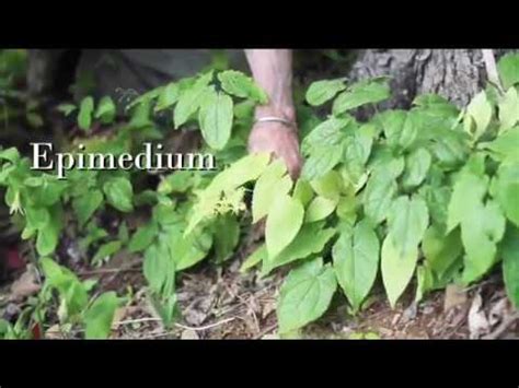 All Natural Herb Boosts Your Sex Drive YouTube