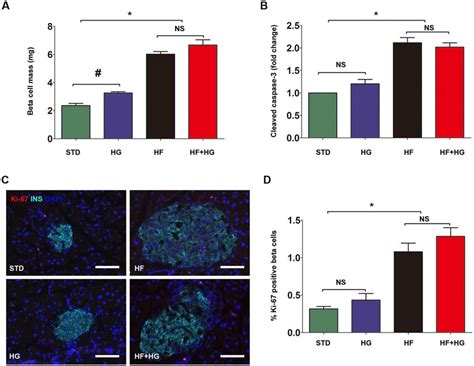 Histological Analysis Of Pancreatic Beta Cells Beta Cell Mass A In