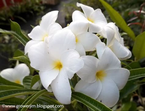 Garden Adventures Plumeria Pudica