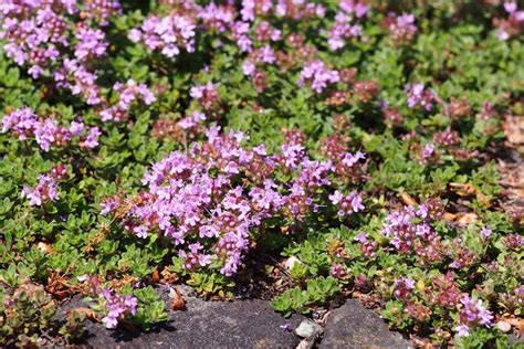 Of The Best Thyme Varieties For Your Herb Garden