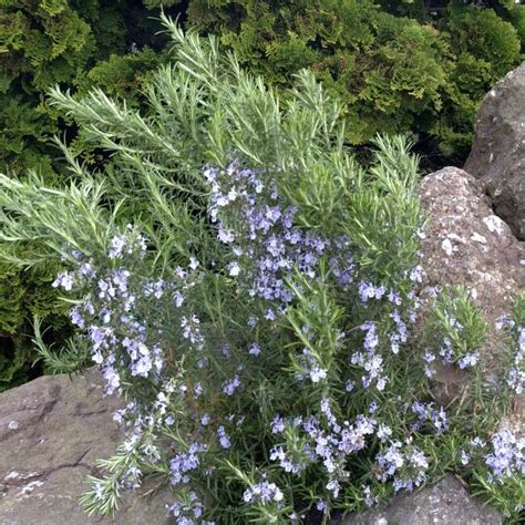 Rosmarinus Officinalis Rosmarin Upright Blue