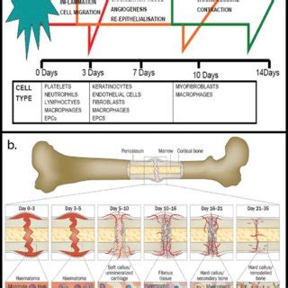 Timelines outlining successive stages in the processes of wound healing... | Download Scientific ...