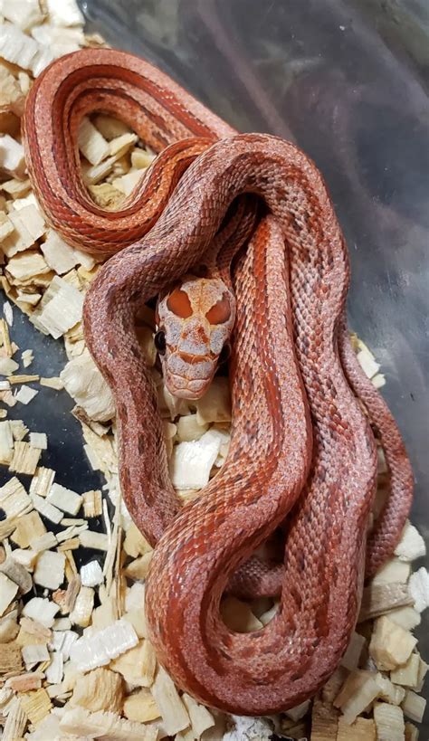 Terrazzo Corn Snake Traits Morphpedia