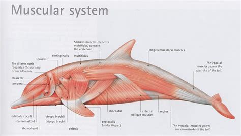 Imagen de Lisseth Herrera en cetaceos | Anatomia veterinaria, Anatomía ...