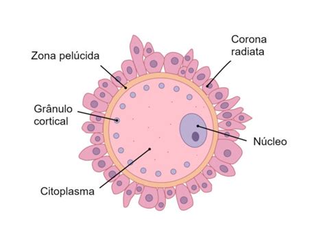 Zona pelúcida - o que é, função, características - Biologia - InfoEscola