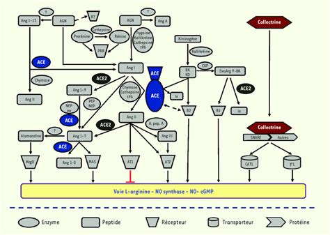 Le Syst Me R Nine Angiotensine Le Syst Me R Nine Angiotensine