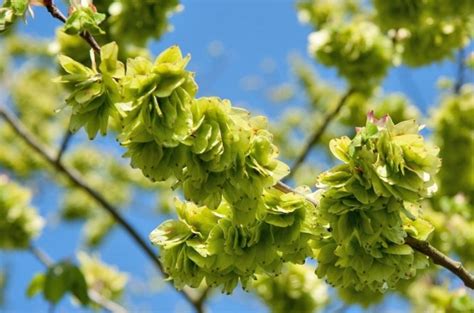 L Olmo Eventi Il Giardino Di Pimpinella