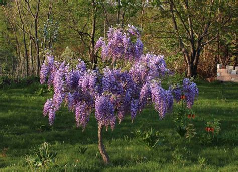 How To Plant Wisteria Seeds Chicago Land Gardening