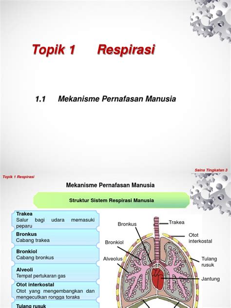 11 Mekanisme Pernafasan Manusia Pdf