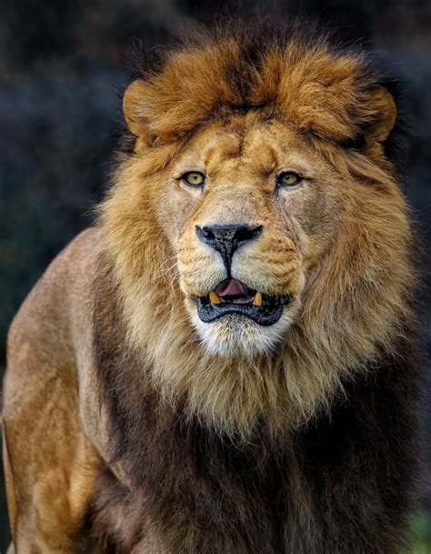9000 Free Detroit Lions And Lion Images Pixabay