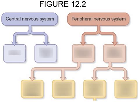 Cns Vs Pns Diagram Quizlet