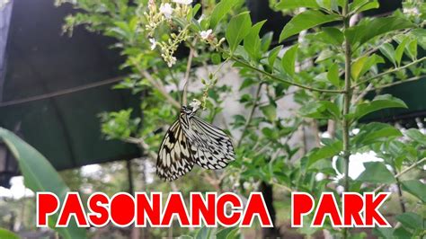 Vlog 249 Butterfly Sanctuary Pasonanca Park Zamboanga City YouTube