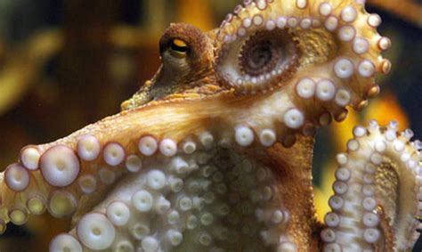 Muere El Pulpo Paul Primera Hora