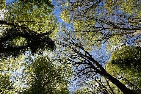 Foresta Umbra (3) | Gargano | Pictures | Italy in Global-Geography