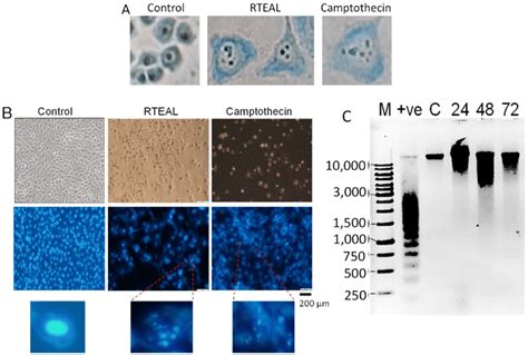 Effects Of Rteal On Cell Morphology And Dna Fragmentation Mcf 7 Cells