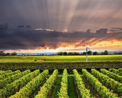 Pairing Wines + Experiences: Jackson Triggs Winery - DINE Magazine