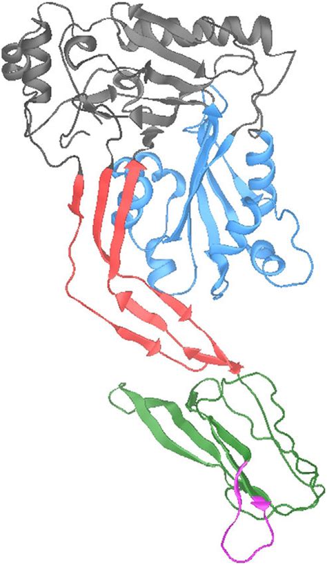 1 Model Of The Structure Of Pneumolysin The Protein Has Four Domains