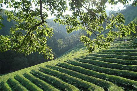 South Korea Korean Teas Tea Producing Regions Of South Korea Ratetea