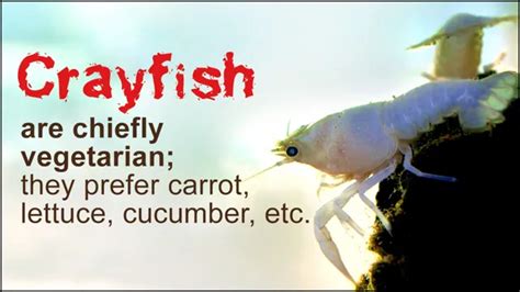 How To Care For Crayfish In Aquariums Tips And Tricks For Optimal