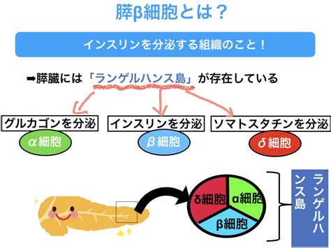 1型糖尿病の病態を解説！膵臓β細胞とは？高血糖になる仕組みは？