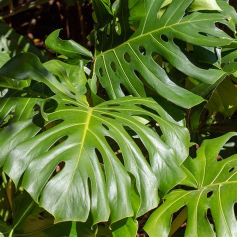 Costela de Adão ou Monstera Deliciosa 7 Dicas Magníficas