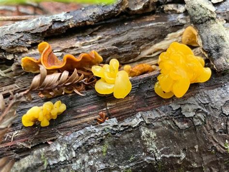 Its About Fungi And Banana Slugs At Purisima Creek Redwoods Preserve