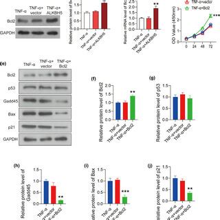 Bcl Blocked The Apoptosis Induced By Tnf Through Inhibiting