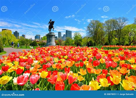 Spring In Boston Public Garden Editorial Photo Image Of Horizontal Flowers 30878051